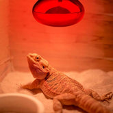 Nomoy Bearded Dragon Lizard Turtle Hermit Red Night Light Bulb 100W